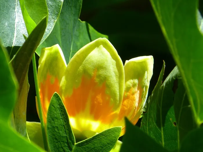 郁金香树，开花，树，郁金香木兰