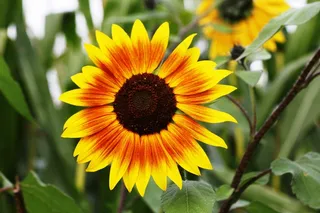 花，开花，性质，特写，黄色