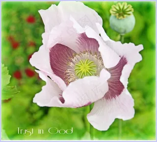 罂粟,冰岛罂粟,虞美人,三色堇,荷花,相信上帝