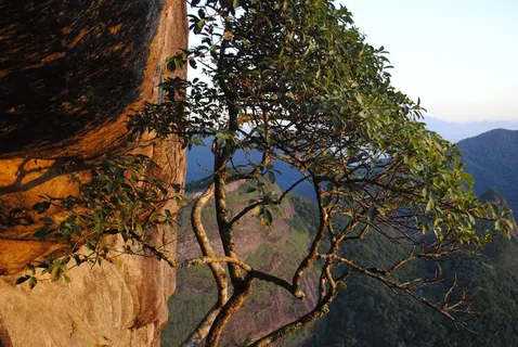 Pedra DaGávea,Sol,日出,景观,光,自然 Pedra DaGávea,Sol,日出,景观,光,自然