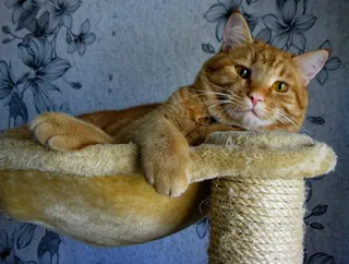 猫，红色，可爱，家养，宠物，动物，可爱的猫，猫的