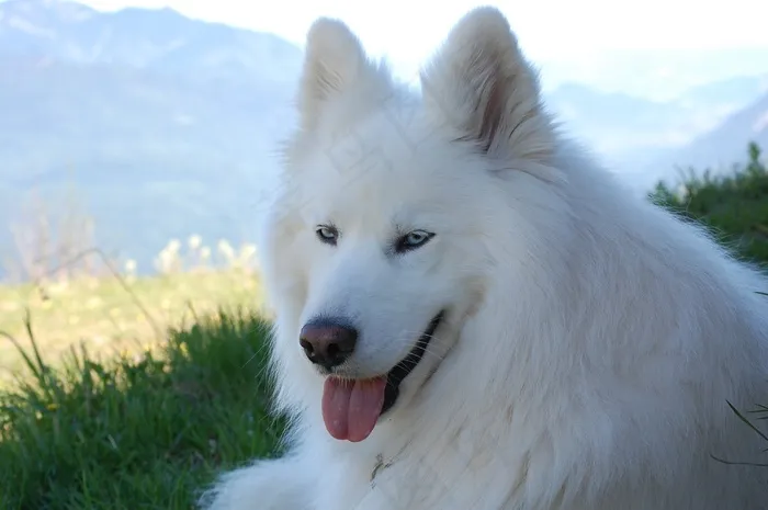 雪橇犬，狗，动物，杂种