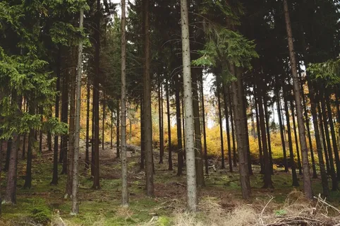 森林,荒野,荒野,白杨,桦木,云杉,冷杉 森林,荒野,荒野,白杨,桦木,云杉,冷杉