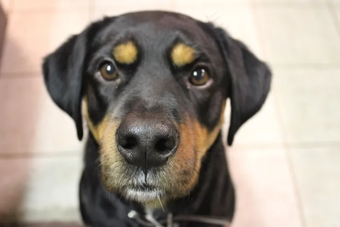 狗，宠物，动物，犬
