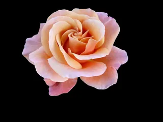 花，宏，粉红色，颜色粉红色，性质，开花