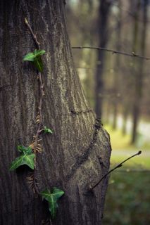 树，常春藤，爬山虎，攀爬，叶子，性质，植物
