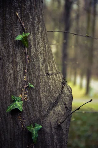 树，常春藤，爬山虎，攀爬，叶子，性质，植物