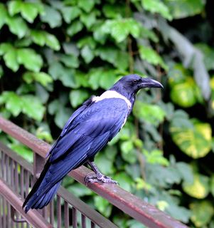 八哥，鸟，飞，翅膀，羽毛，野生动物，鸟嘴，拓荒