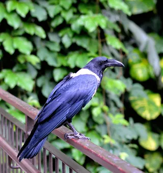 八哥，鸟，飞，翅膀，羽毛，野生动物，鸟嘴，拓荒