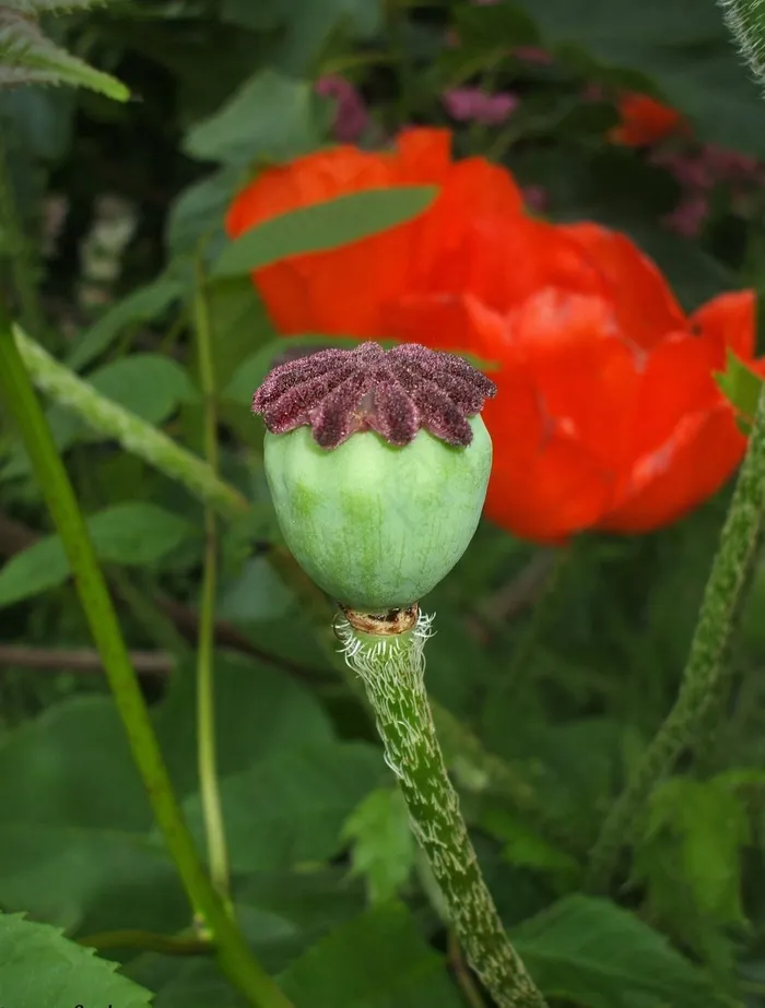 鲜花，罂粟，自然，红色的花朵