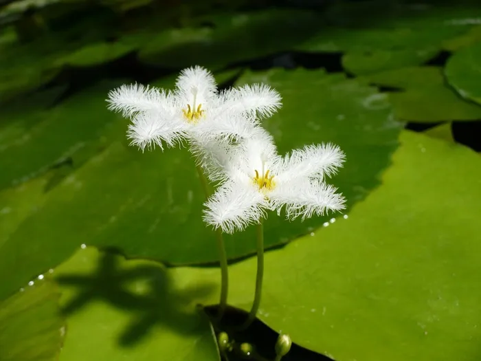 水生植物，开花，白，植物学