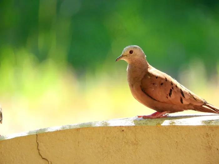 鸟，自然，热带鸟，佩奇，墙