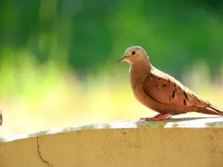 鸟，自然，热带鸟，佩奇，墙