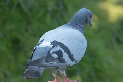 帕洛玛,鸟,Ave,动物区系,动物,鸟类,绿色,巢 帕洛玛,鸟,Ave,动物区系,动物,鸟类,绿色,巢