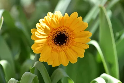 非洲菊,花,开花,橙,Schnittblume 非洲菊,花,开花,橙,Schnittblume