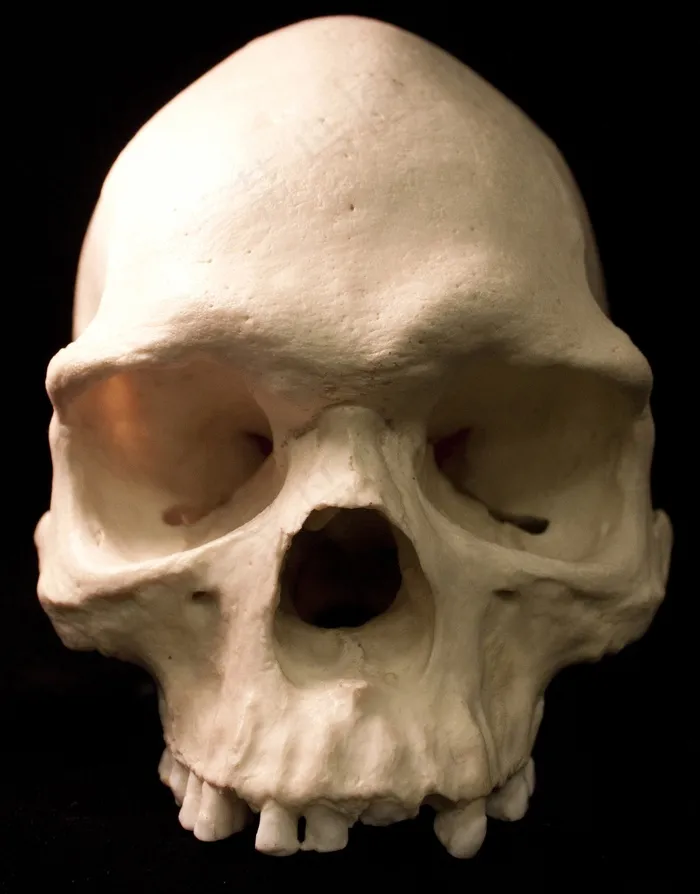 头骨，骨骼，骨头，恐惧，恐怖，死亡