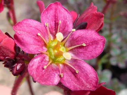 开花,粉色,地被植物,花园,植物 开花,粉色,地被植物,花园,植物