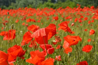 罂粟花，红色，花，营