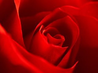 玫瑰，红色，宏，开花，花瓣，盛开