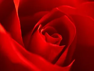 玫瑰，红色，宏，开花，花瓣，盛开