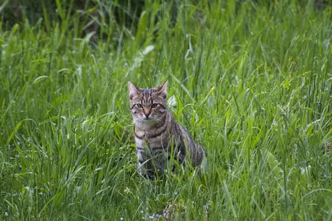 猫,草地,春天,坐 猫,草地,春天,坐