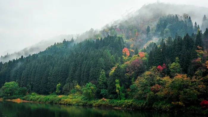 山，森林，树木，多彩，自然，景观