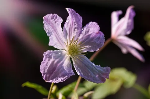 铁线莲,花,开花,盛开,紫色,紫,植物 铁线莲,花,开花,盛开,紫色,紫,植物