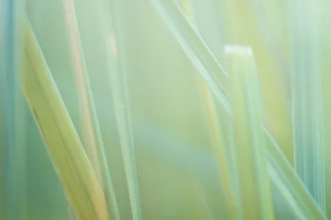 大自然,草,宏,背景,桌面 大自然,草,宏,背景,桌面