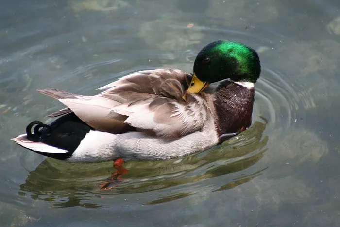 黑色，深色，平淡