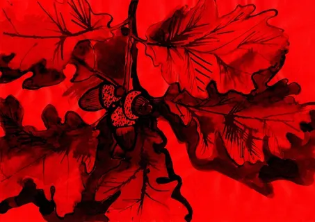 橡子，插图，绘画，墨水