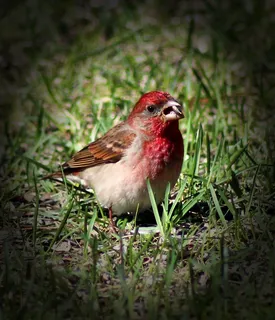 鸟，野生动物，宏，特写，小插图，自然
