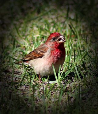 鸟，野生动物，宏，特写，小插图，自然