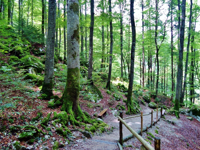 木材，森林，自然，路径，徒步旅行