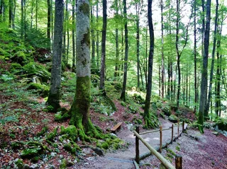 木材，森林，自然，路径，徒步旅行