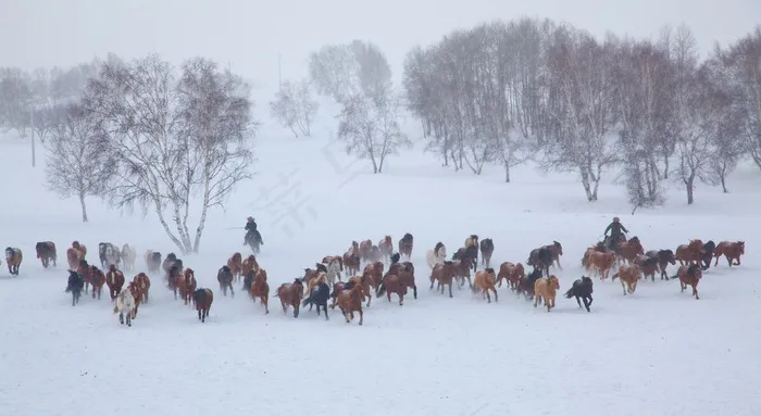 组，雪，马，冬天