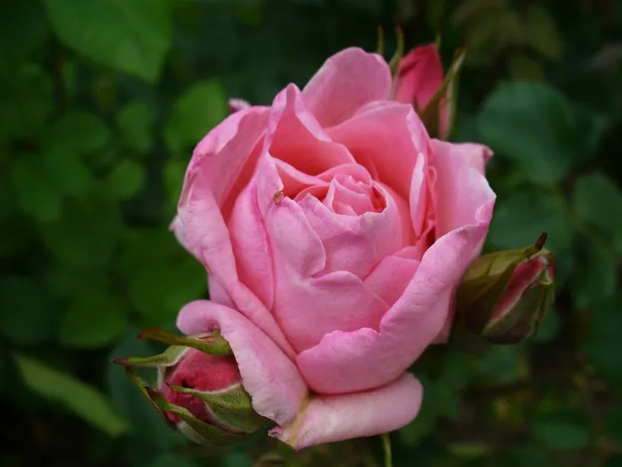 罗莎，花，玫瑰，粉红色的花，花瓣，性质，盛开
