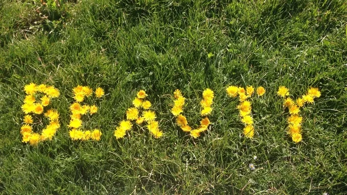 美容，字段，花卉，草，草地，性质，化妆品