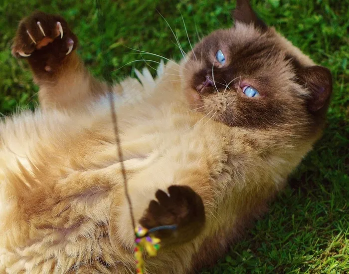 猫，英国短毛猫，戏剧，米氏，纯种，亲爱的