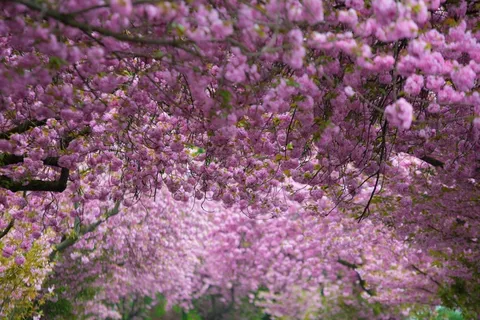 樱花，粉红色，紫色，春天，开花，盛开