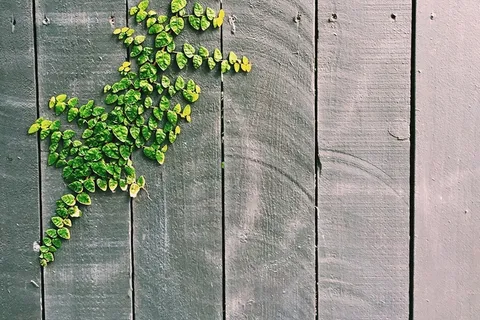 藤,植物,绿色,叶子,自然,木,篱笆 藤,植物,绿色,叶子,自然,木,篱笆