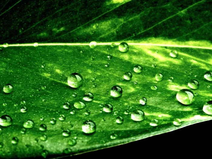 水珠图,水珠,树叶,荷叶,叶子,叶一滴水雨滴雨