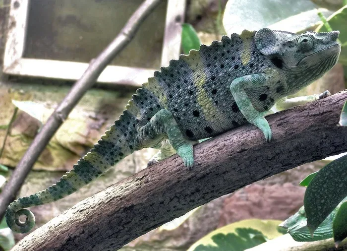 梅勒斯变色龙，Trioceros Melleri，非洲，分支机构