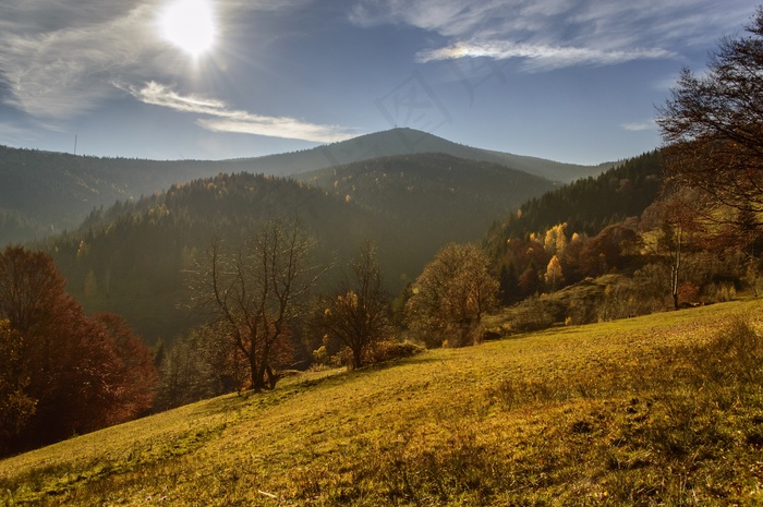 秋景，森林，树，光，太阳晒，路径，步行，阳光