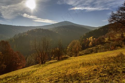 秋景，森林，树，光，太阳晒，路径，步行，阳光