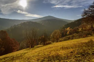 秋景，森林，树，光，太阳晒，路径，步行，阳光