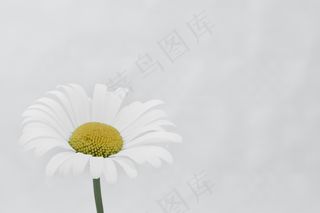 玛格丽特，花，宏，美丽的花