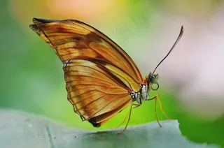 蛱蝶,透翅蝶,副王蛱蝶,粉蝶,绢斑蝶,条纹蝴蝶的特写