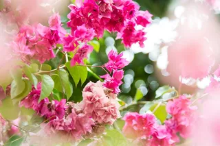 鲜花，粉红色，粉红色的花朵，花的，春天，开花