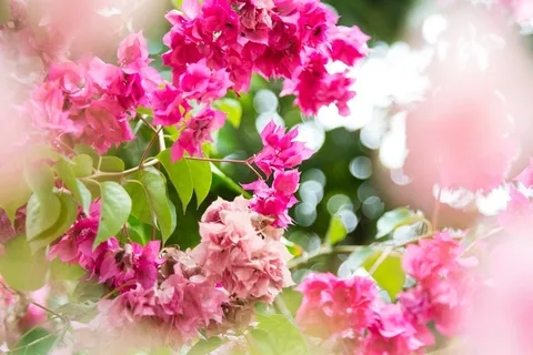 鲜花,粉红色,粉红色的花朵,花的,春天,开花 鲜花,粉红色,粉红色的花朵,花的,春天,开花