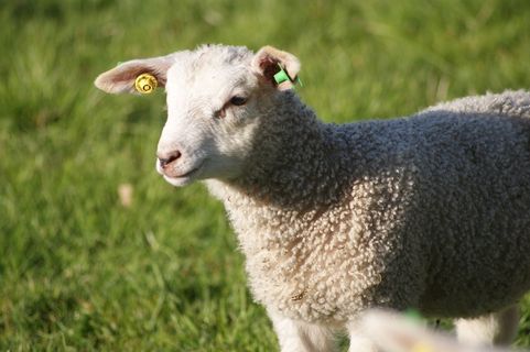 绵羊，羔羊，农业，放牧